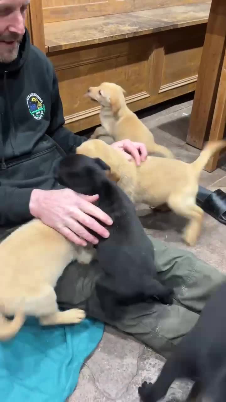 Labrador Retriever dogs for sale: Working Labrador puppies for sale, south Wales - Video 1