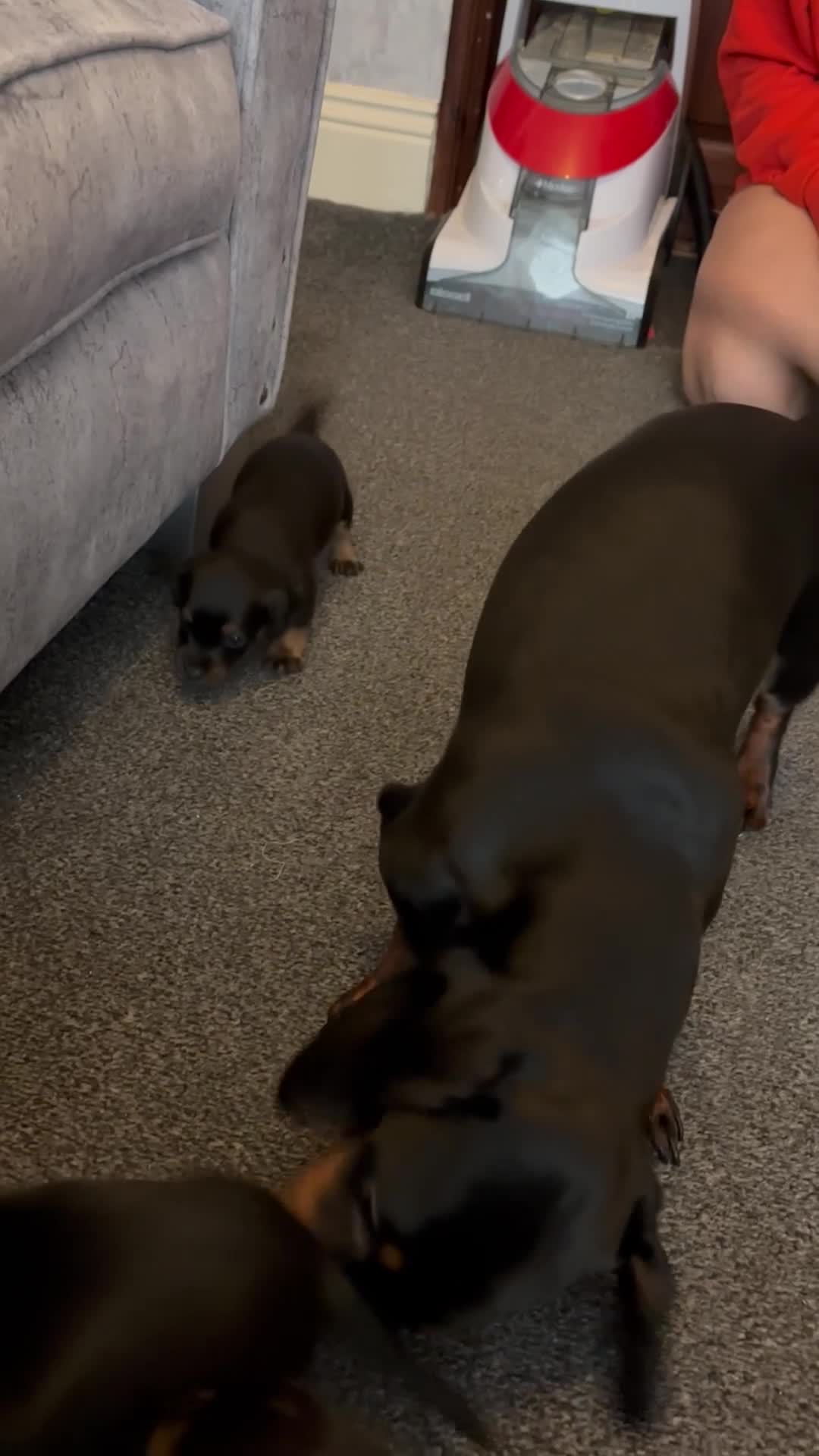 Mixed Breed dogs for sale: Dachshund x patterdale puppues - Video 2