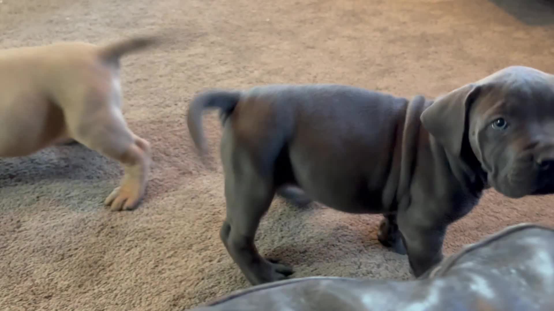 Boerboel dogs for sale: STUNNING NABBR REGISTERED GIRLS.  - Video 1