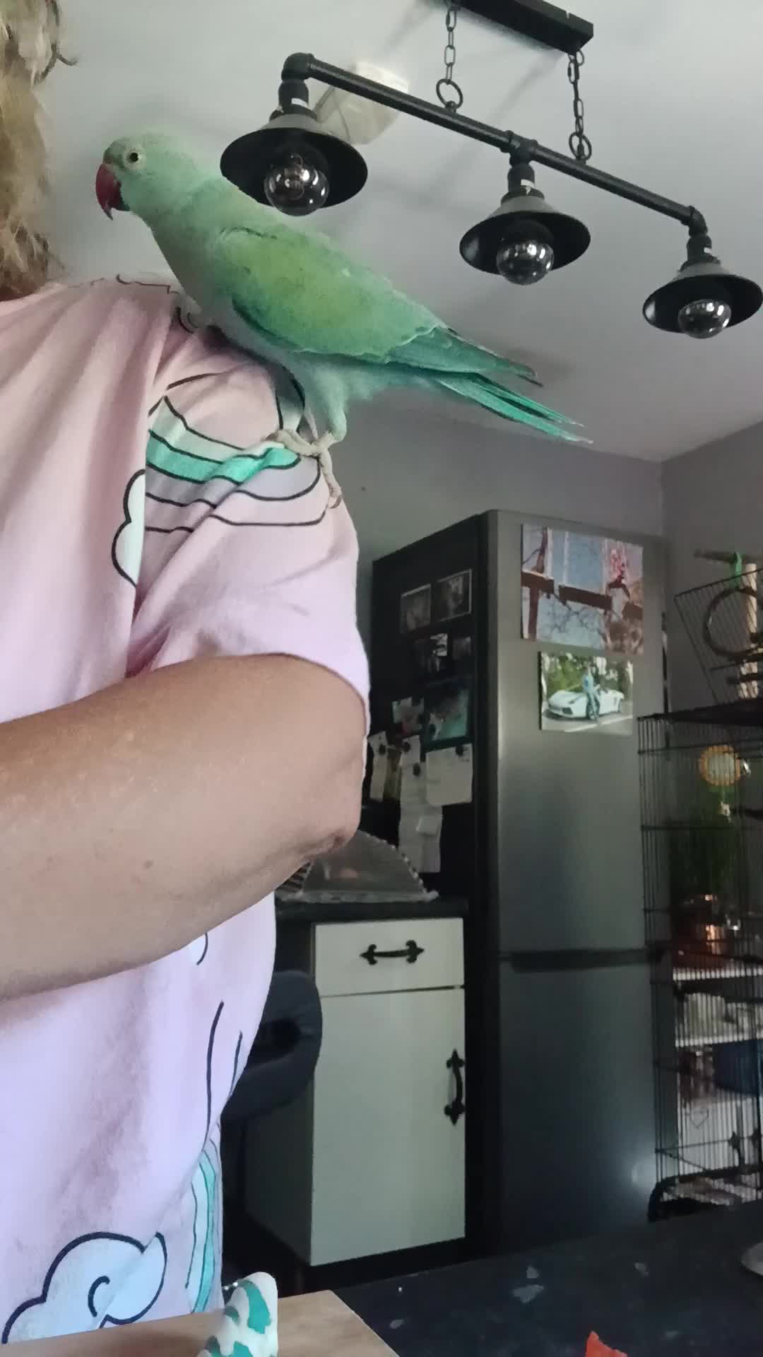 Ringnecks birds for sale: Year old talking ringneck parrot  in Banstead - Video 2