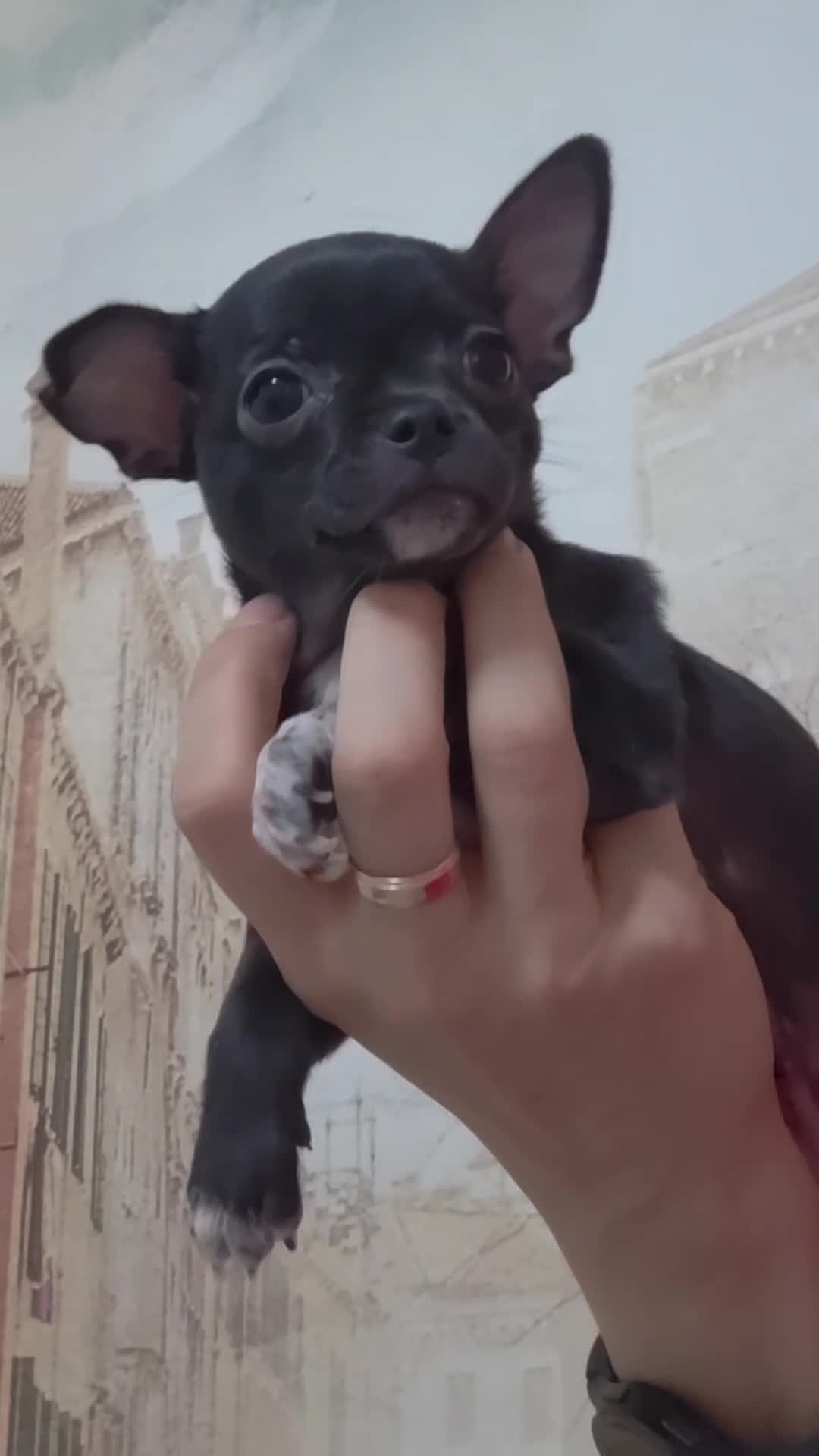Chihuahua dogs for sale: 🐾Chihuahua Girls ready for forever loving homes - Video 1