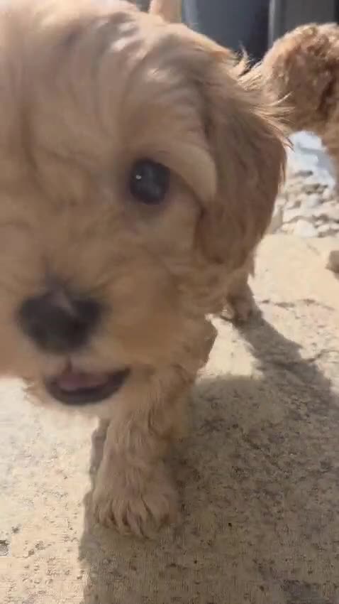 Cavapoo dogs for sale: 🌟 Rare Tiny Toy Cavapoo's F1B 🌟ready next week  - Video 2