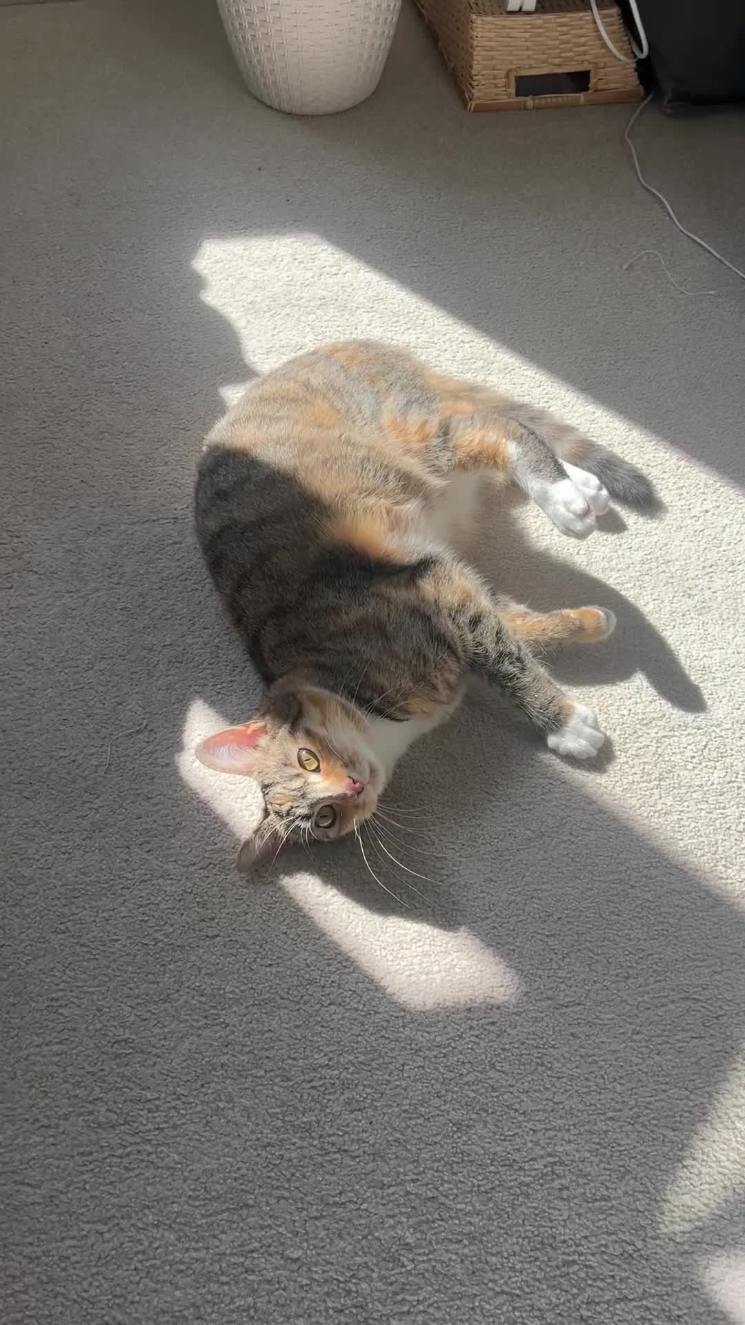 Mixed Breed cats for sale: Beautiful Stella Looking for Her Forever Home 💔 - Video 1
