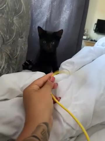 British Shorthair cats for sale:     Beautiful Black Kitten Ready for New Home  - Video 1