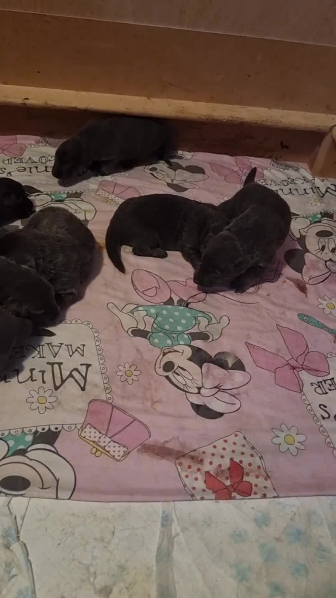 German Shepherd dogs for sale:  kc,health tested straight back german shepherd - Video 1