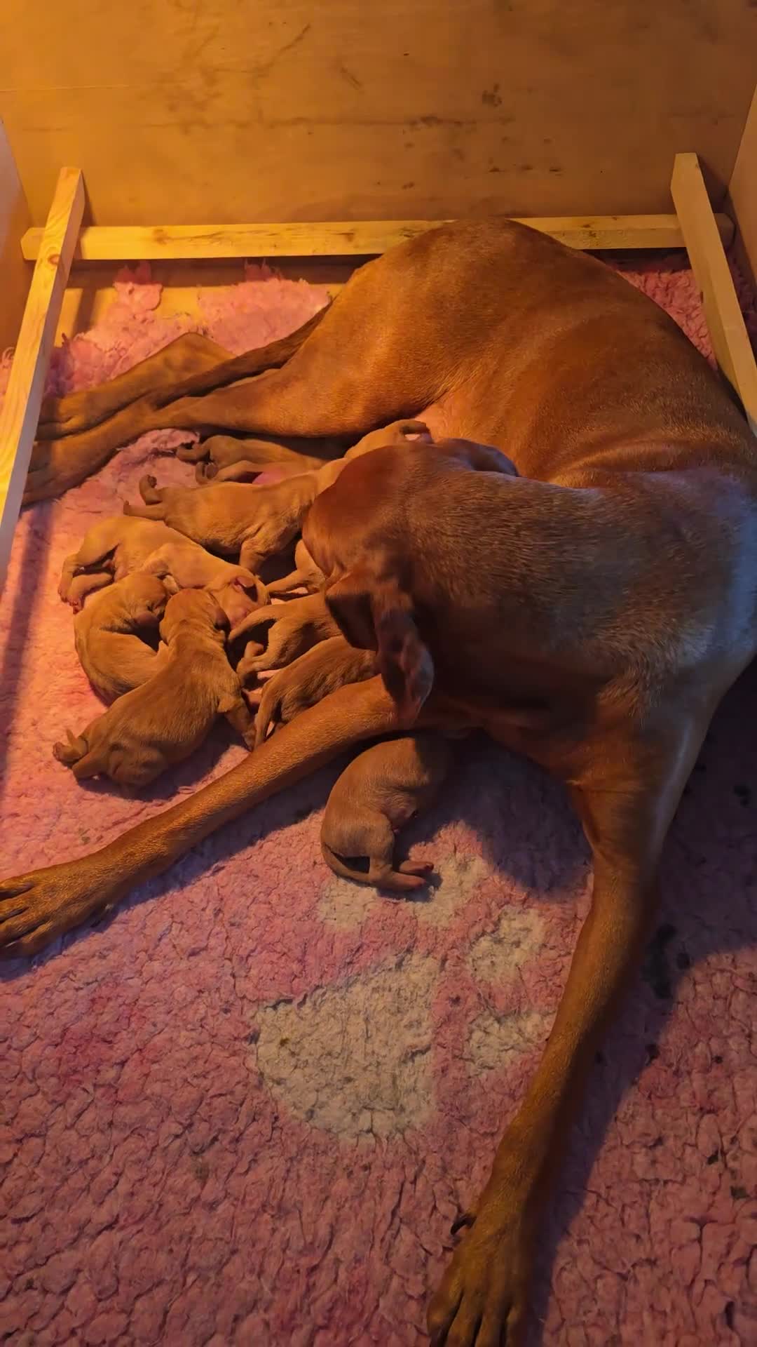 Hungarian Vizsla dogs for sale: KC reg Hungarian Vizsla pups.Health tested parents - Video 1