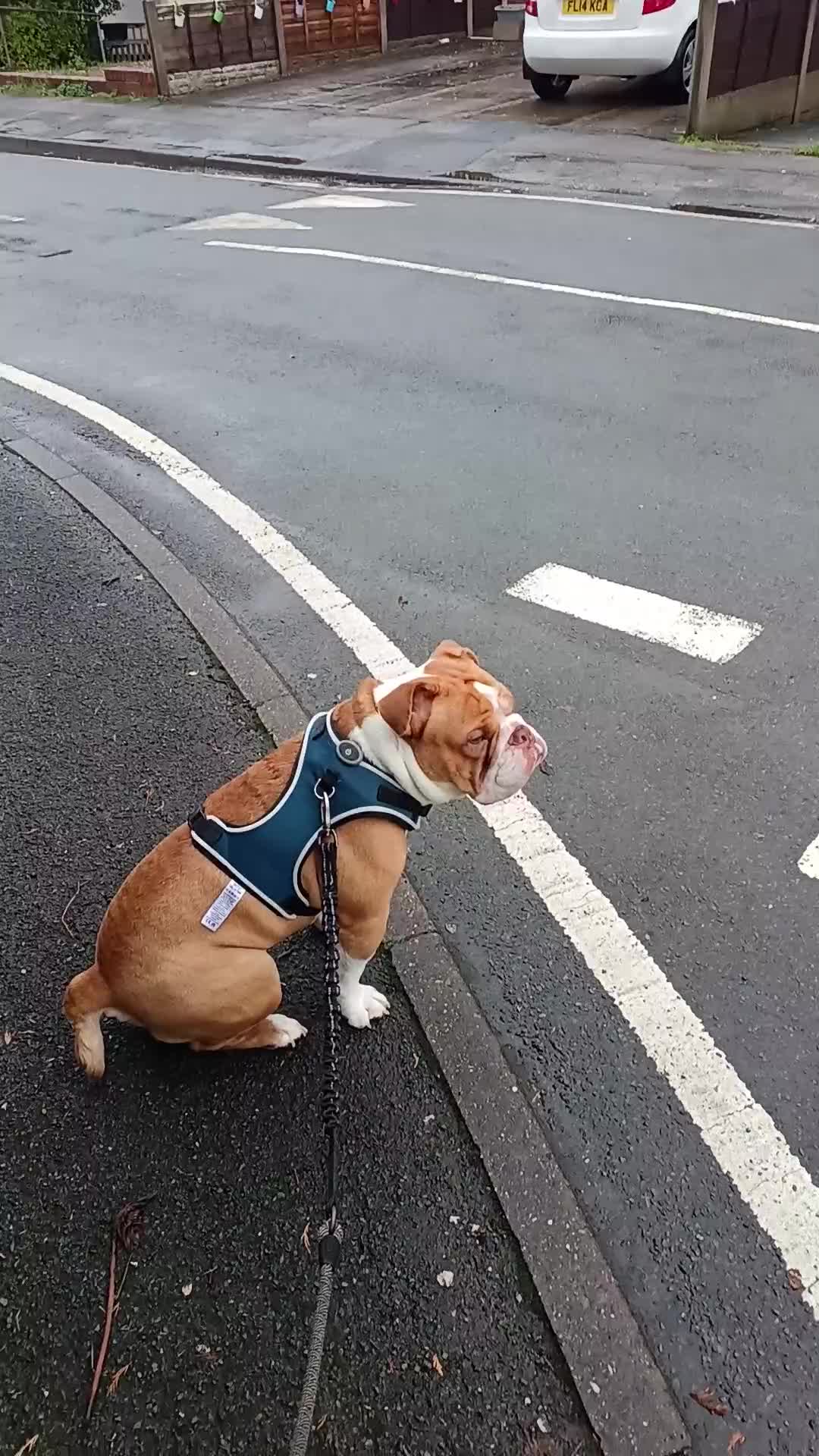 English Bulldog dogs for sale: Bulldog for sale - Video 1