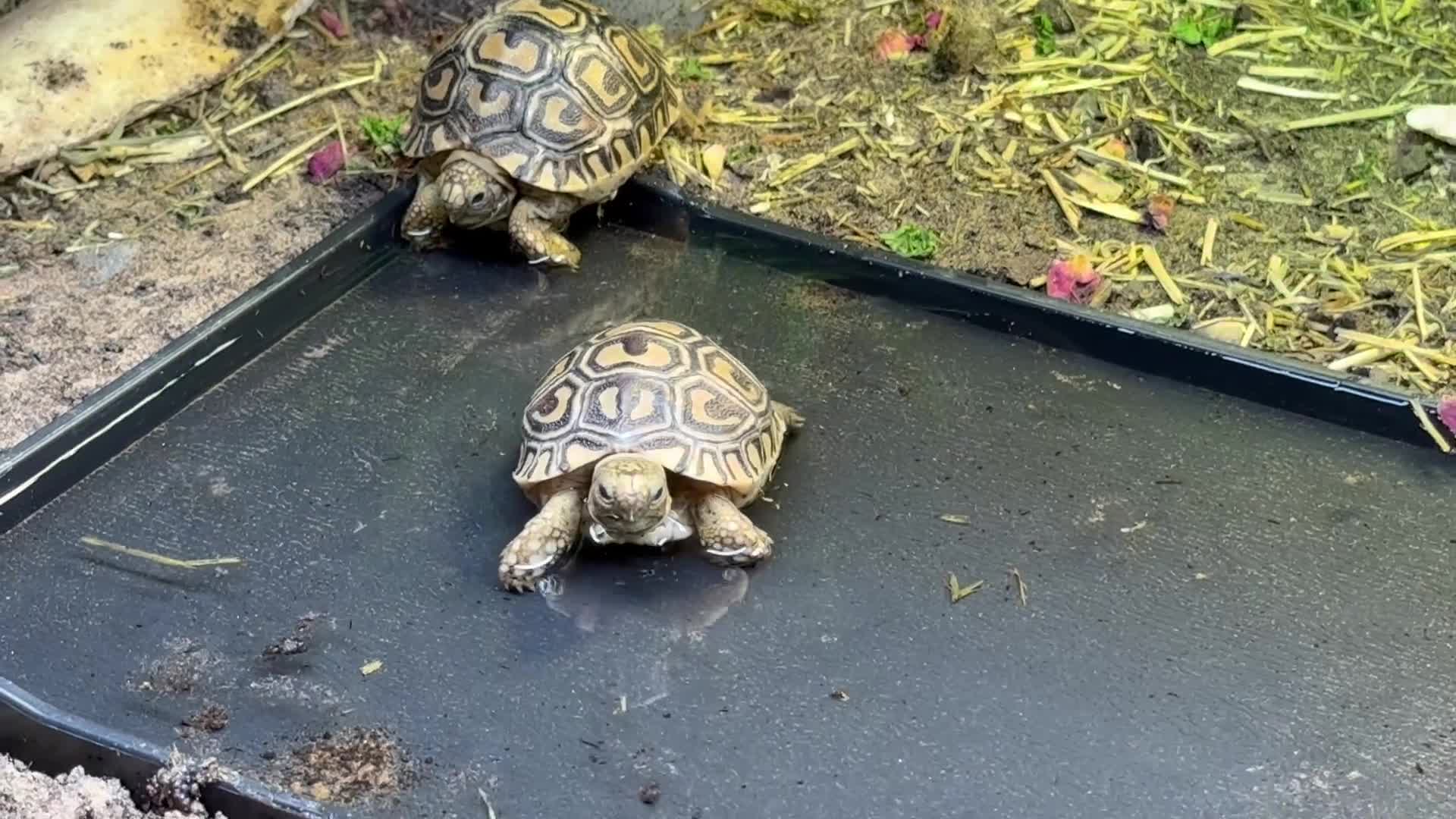Tortoise reptiles for sale: Baby leopard tortoise - Video 3