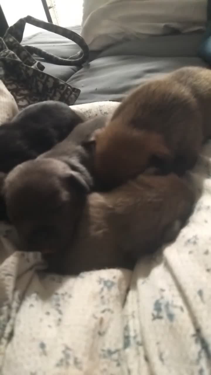 Mixed Breed dogs for sale: Fraffs  in Arundel - Video 1
