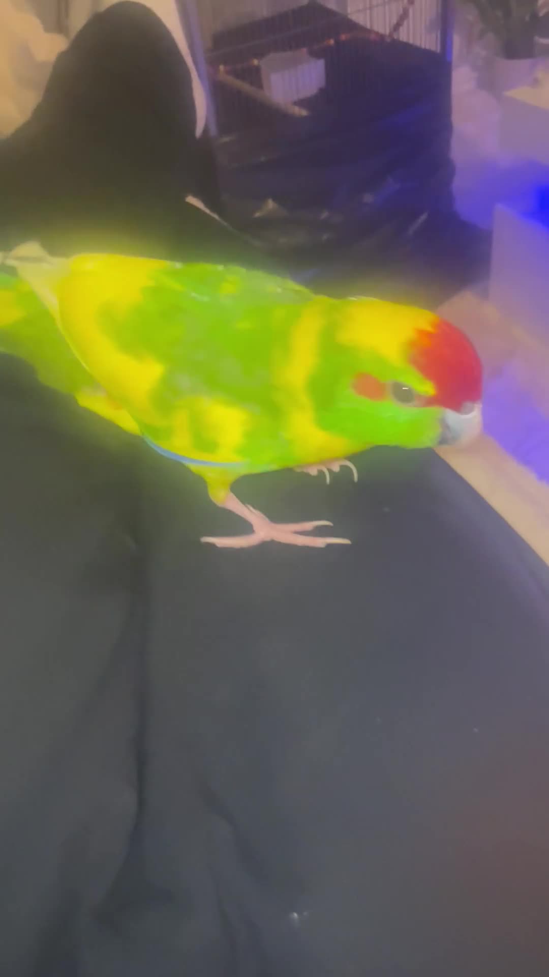 Parrots birds for sale: Kākāriki Parrot  in Nottingham - Video 1
