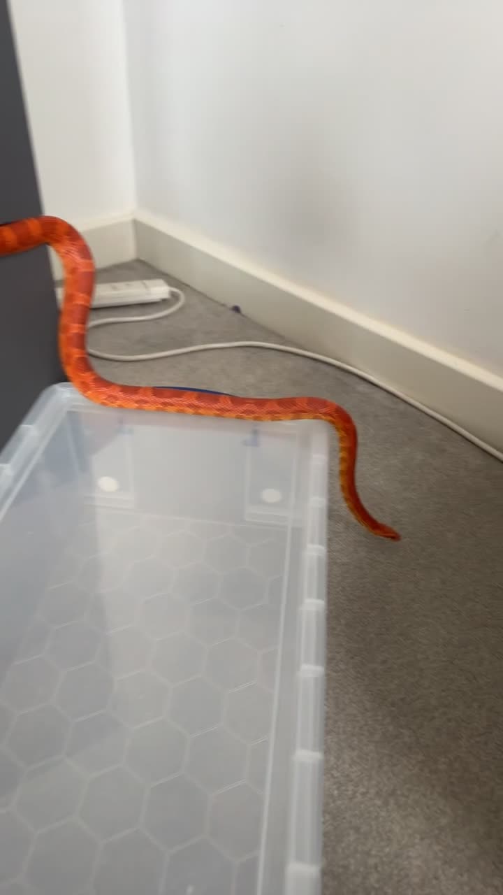 Corn Snake reptiles for sale: Corn snake ultramel with vivarium tank and content - Video 1