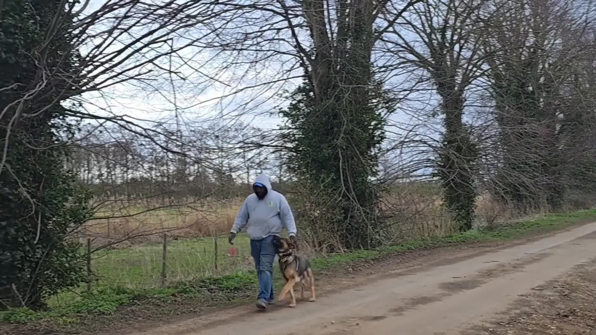 German Shepherd dogs for sale: Big bone gsd male  - Video 2