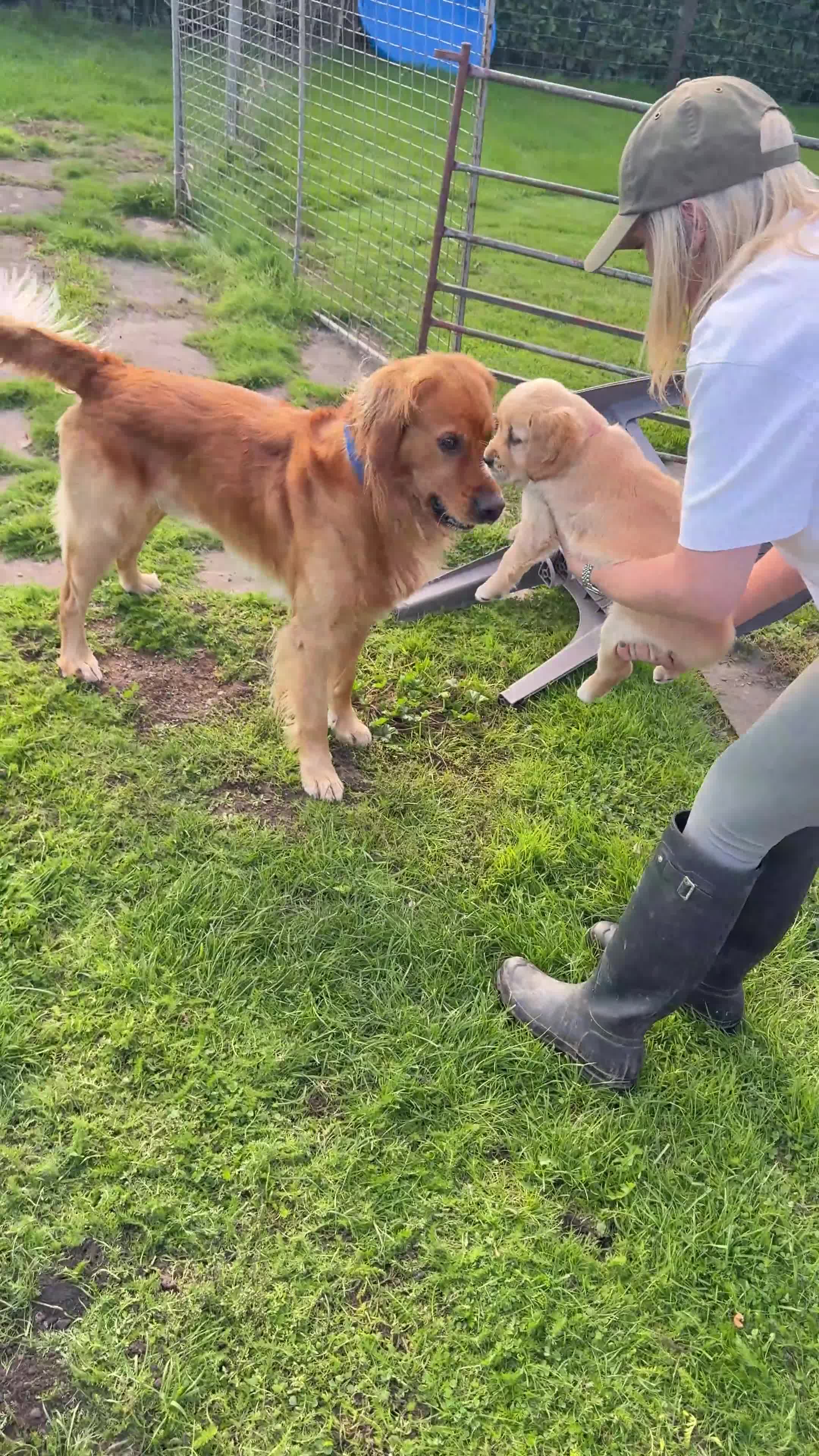 Golden Retriever dogs for stud: HANDSOME DARK GOLDEN RETRIEVER STUD-PICK OF LITTER - Video 4