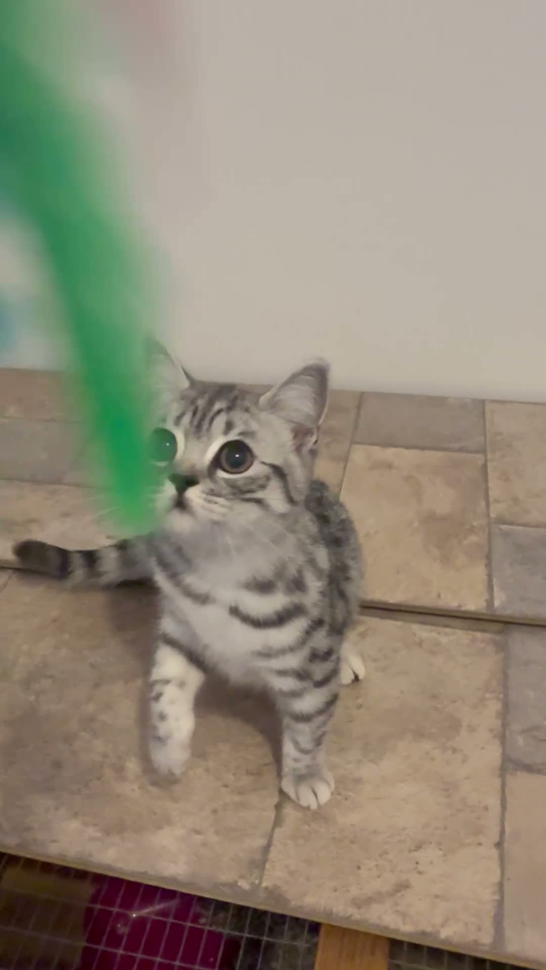 British Shorthair cats for sale: GCCF regd top quality BSH Black Silver Spotties  - Video 1