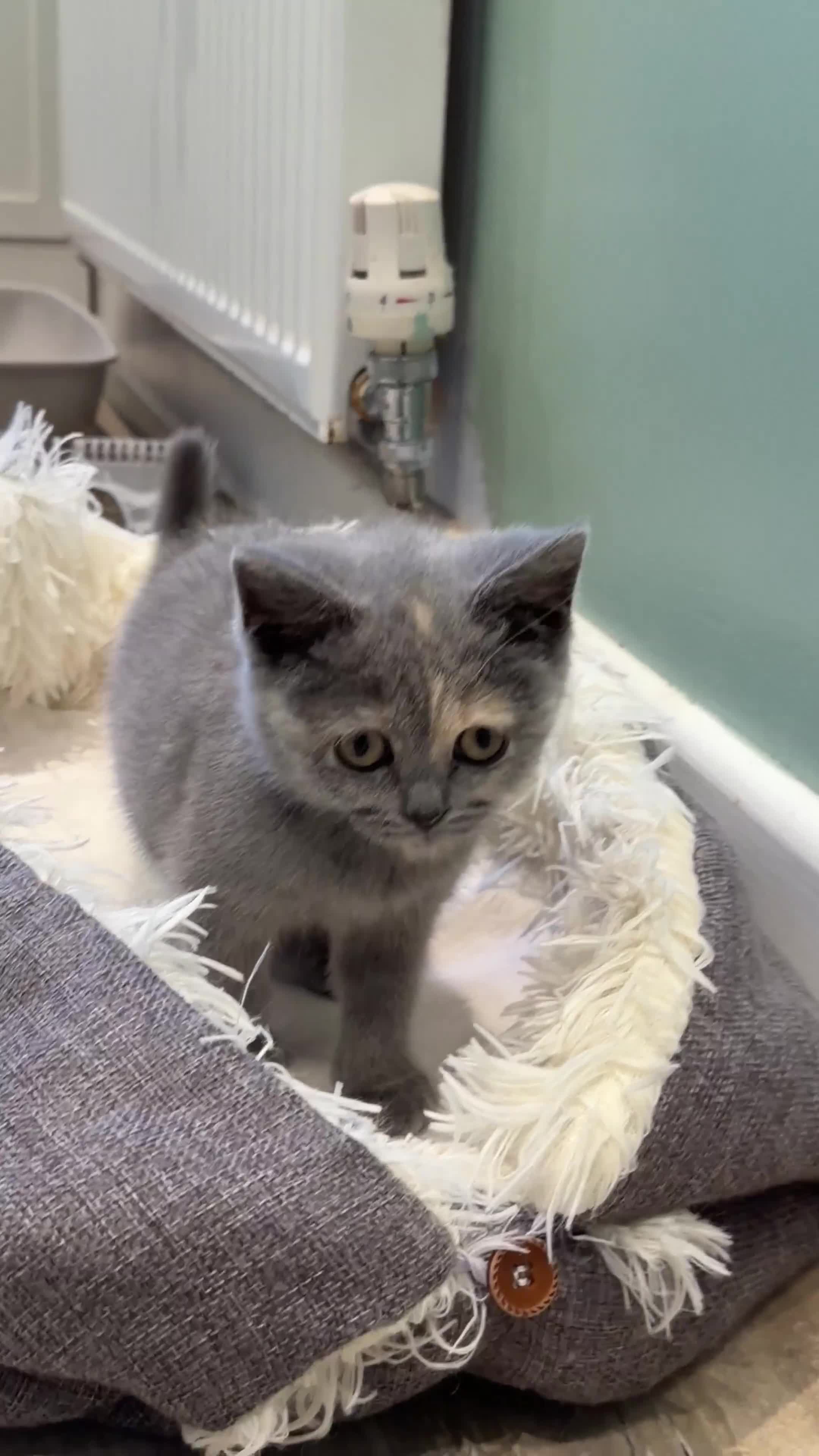 British Shorthair cats for sale: British short hair  in Birmingham - Video 1