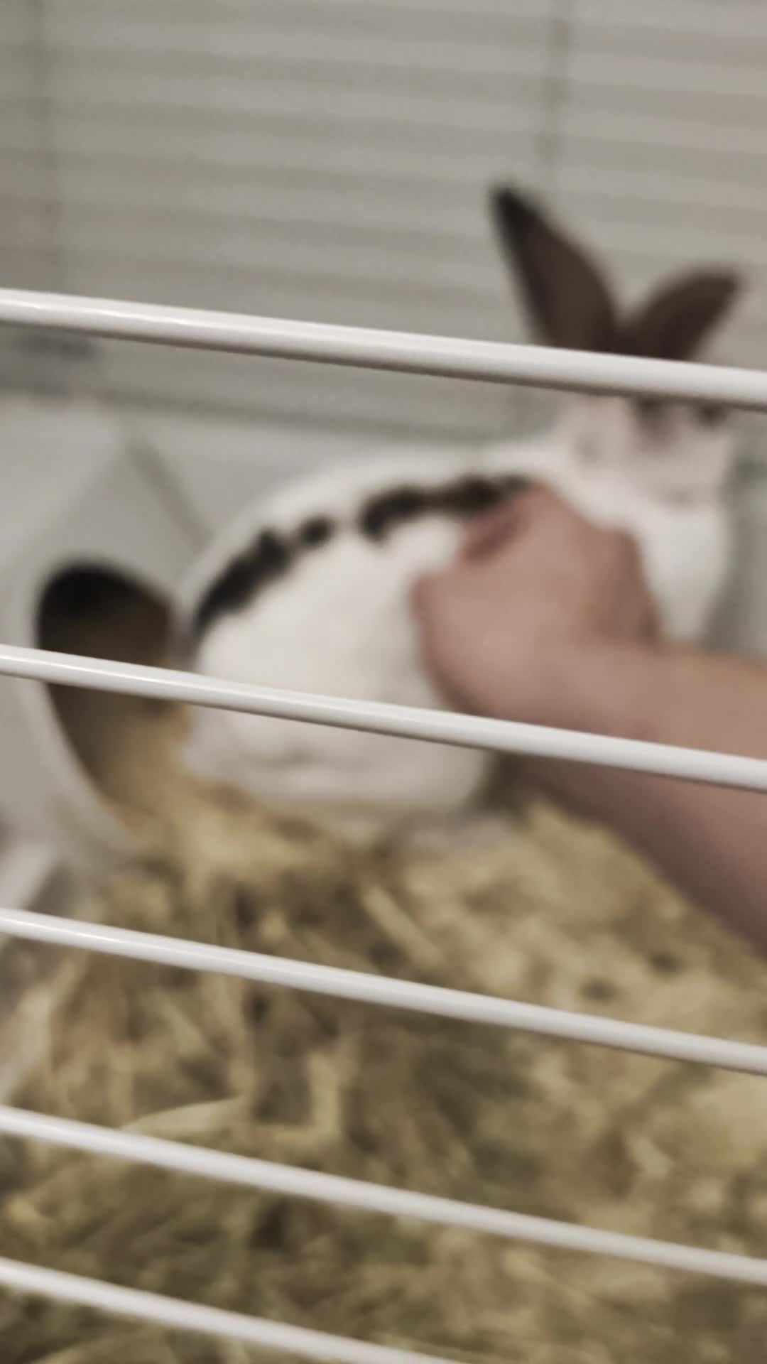 Mixed Breed rabbits for sale: Young rabbit For Sale very friendly  - Video 1