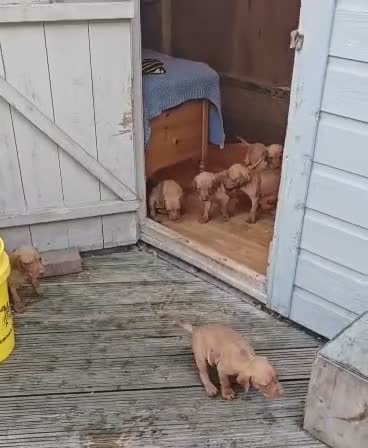Hungarian Vizsla dogs for sale: Beautiful Hungarian Vizsla Puppies 4 Girls 2 Boys - Video 1
