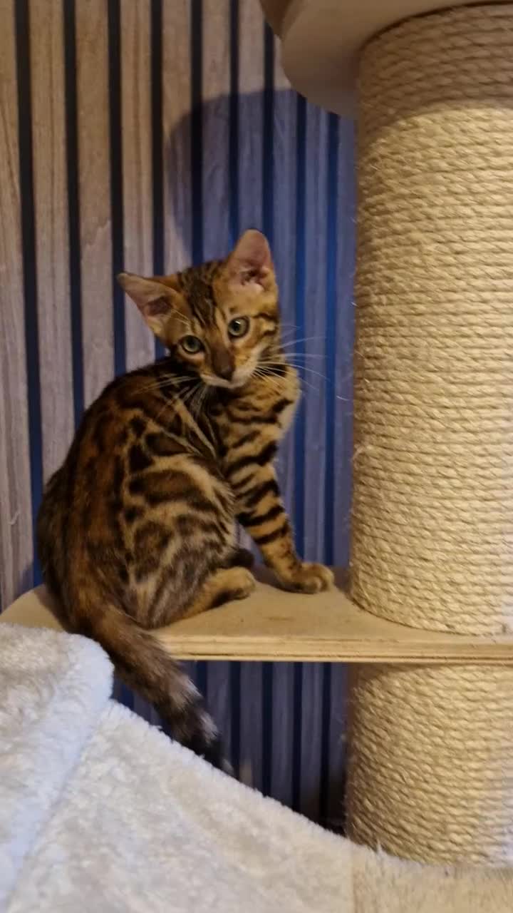 Bengal cats for sale: Beautiful kitten❤️Ready to go 😍  - Video 1