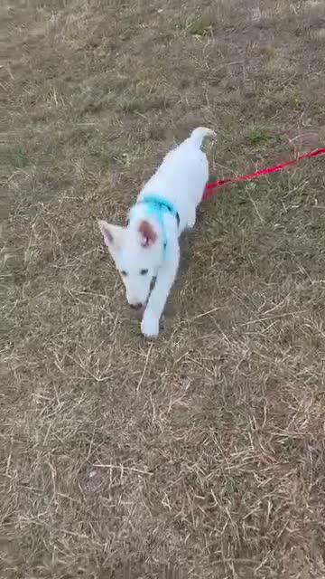 German Shepherd dogs for sale: 20 wk Female White german shepherd bitch in Newport - Video 3
