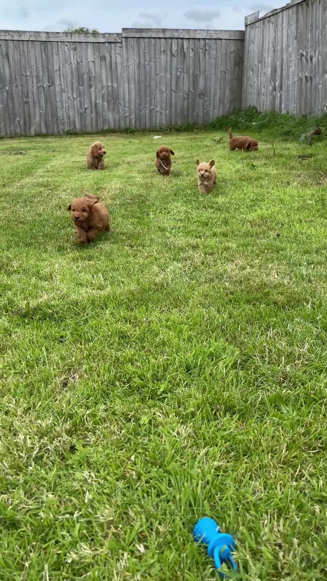 Cockapoo dogs for sale: Fantastic cockerpoos ready for new homes - Video 2