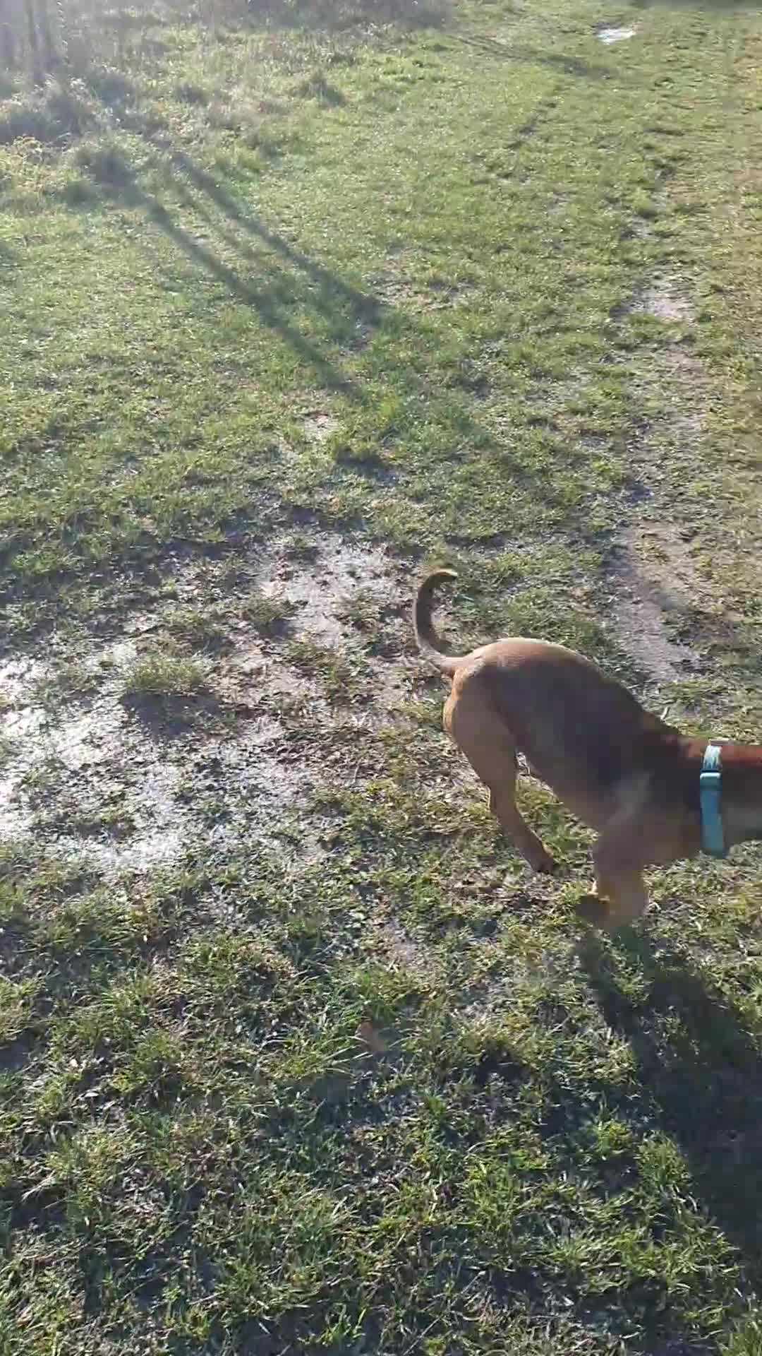 Mixed Breed dogs for sale: FREE (please read) - Video 1