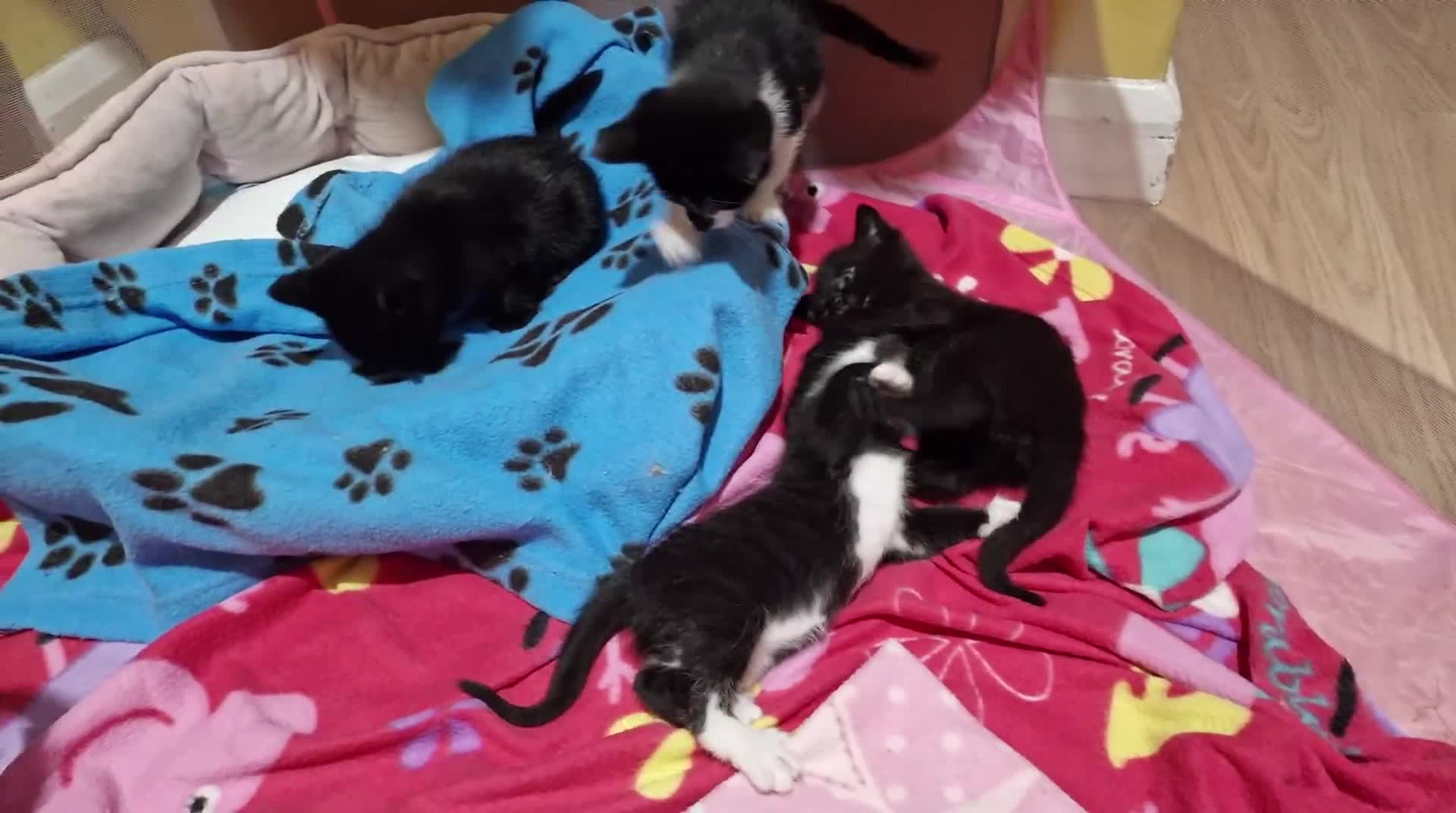 Mixed Breed cats for sale: Mix breed kittens, ip3  - Video 3