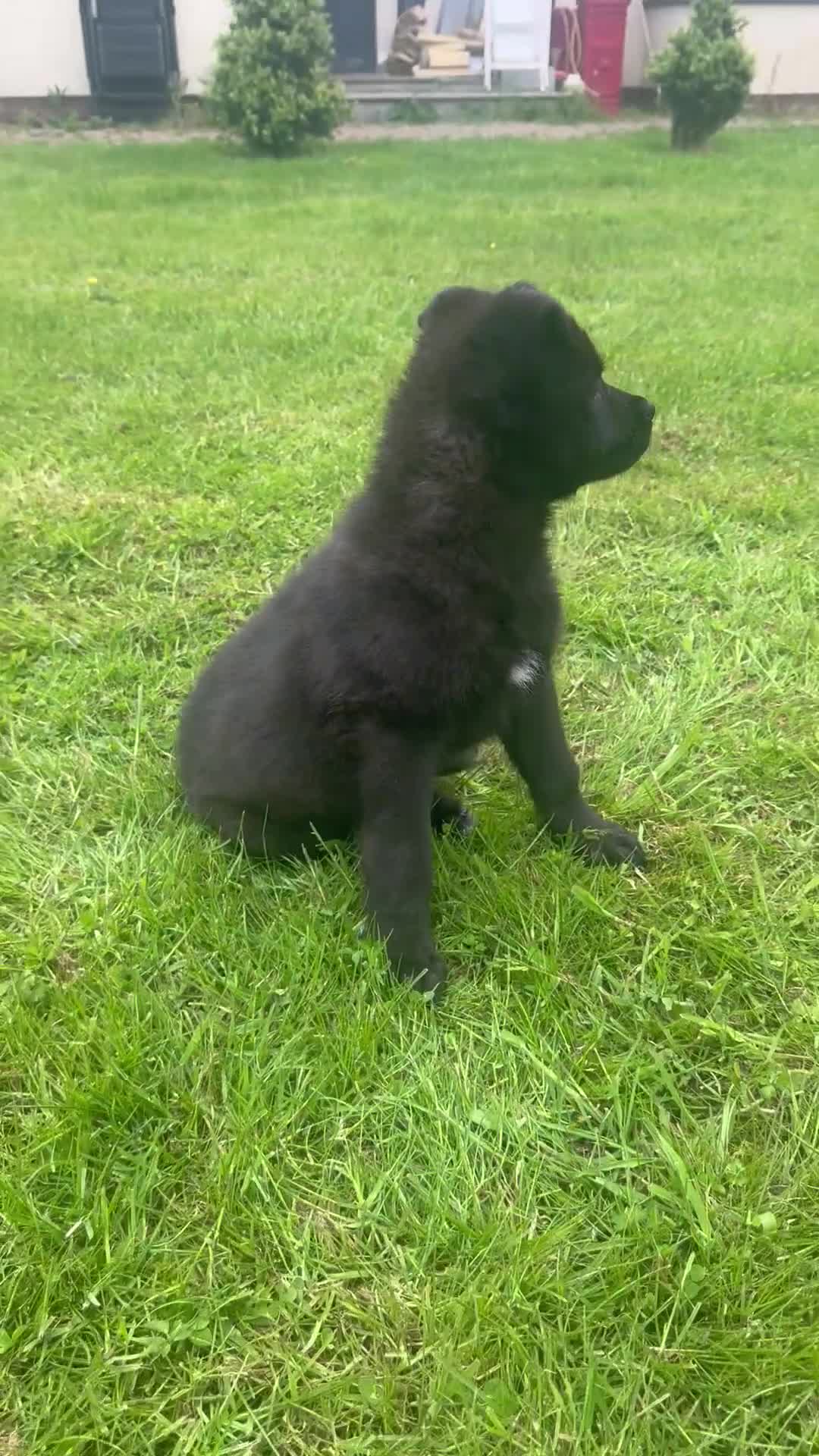 Mixed Breed dogs for sale: Slovakian shepherd puppies READY TO LEAVE NOW - Video 2