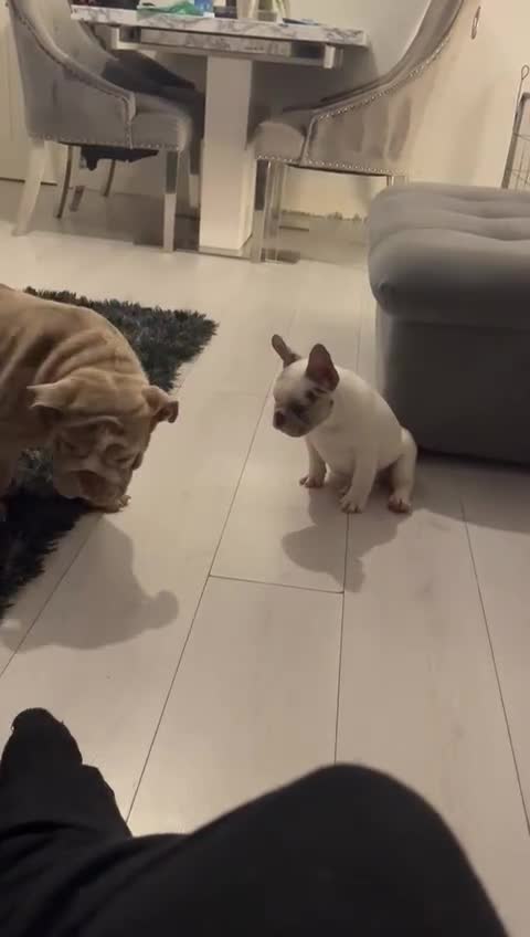 French Bulldog dogs for sale: Beautiful French bull dog boy  - Video 1