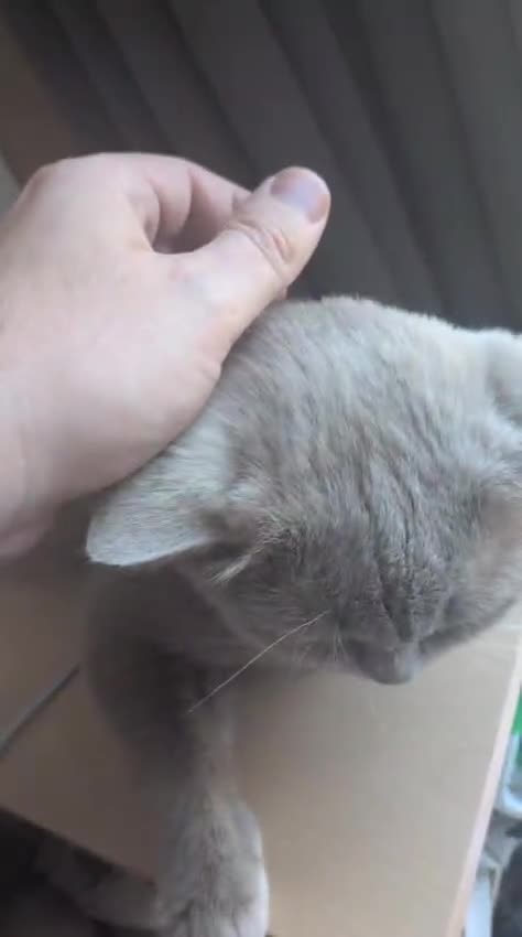 British Shorthair cats for sale: 3 British Shorthair Girls Lilac and Blue - Video 1