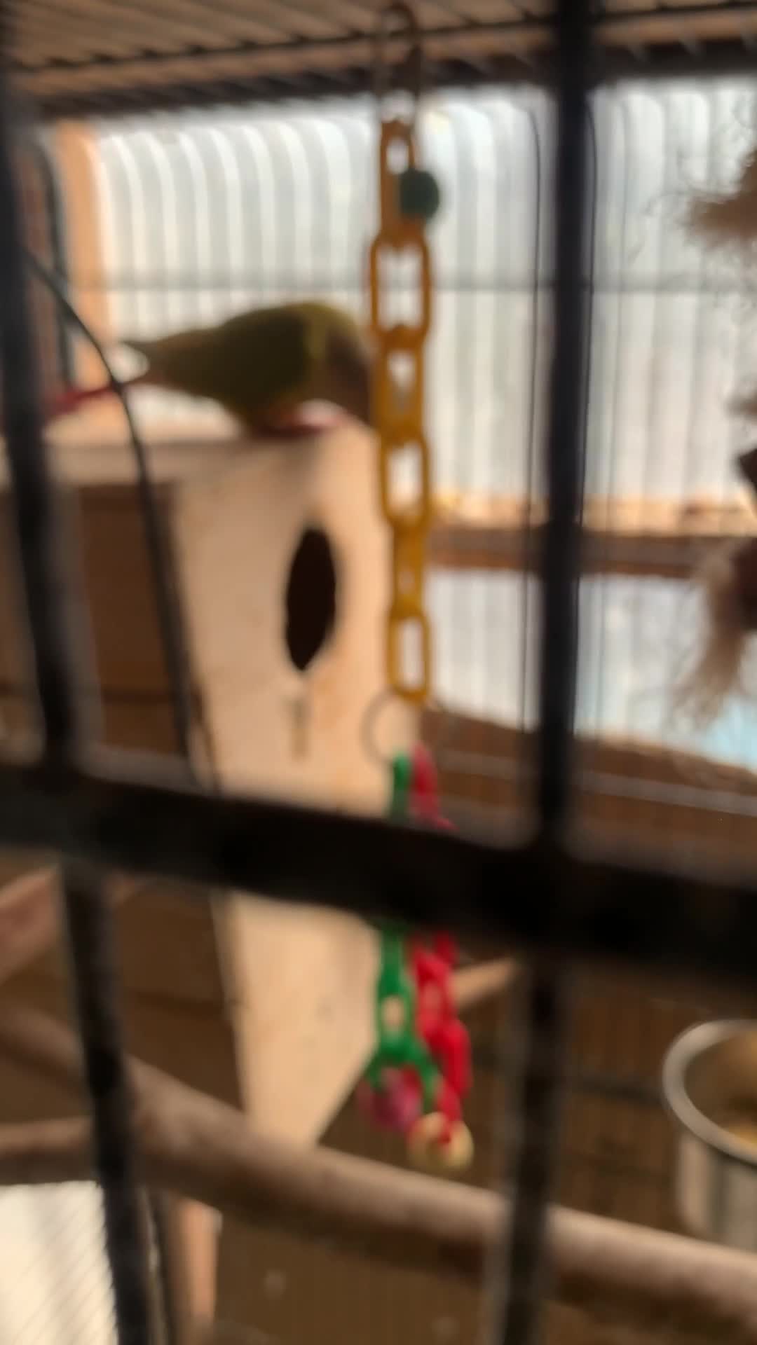 Conures birds for sale: Pineapple conure needs rehome. - Video 2