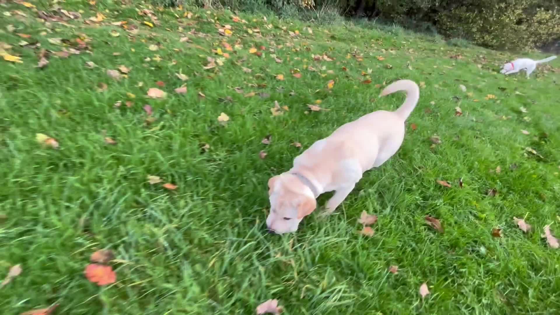 Mixed Breed dogs for sale: Beautiful Shar-Pei x Cocker Spaniel pup - Video 2