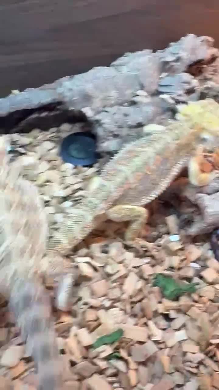 Bearded Dragon reptiles for sale: Male and female bearded dragon for sale  - Video 1