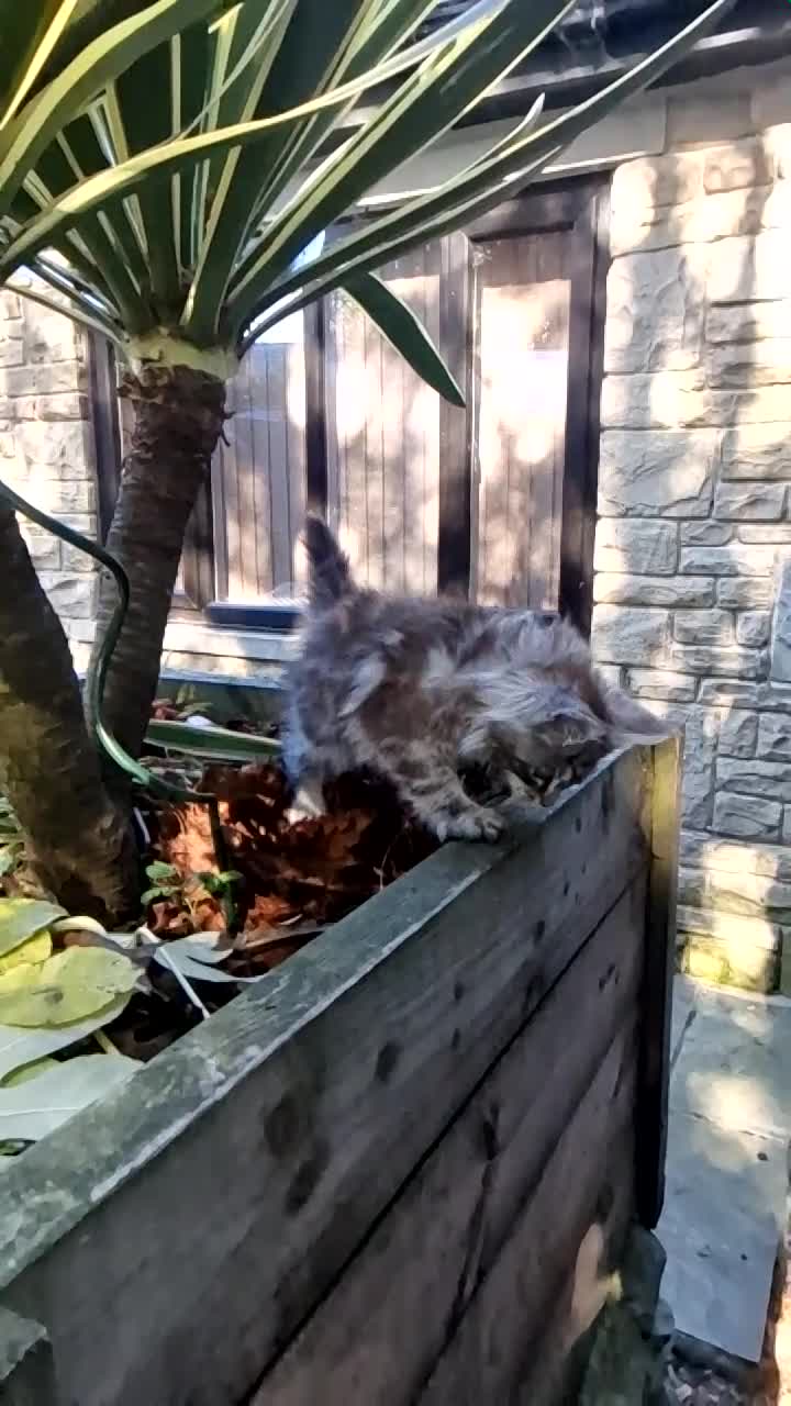 Maine Coon cats for sale: Beautiful male maine coon  - Video 2