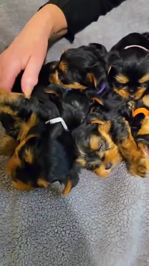 Yorkshire Terrier dogs for sale: Yorkshire terrier puppies - Video 1