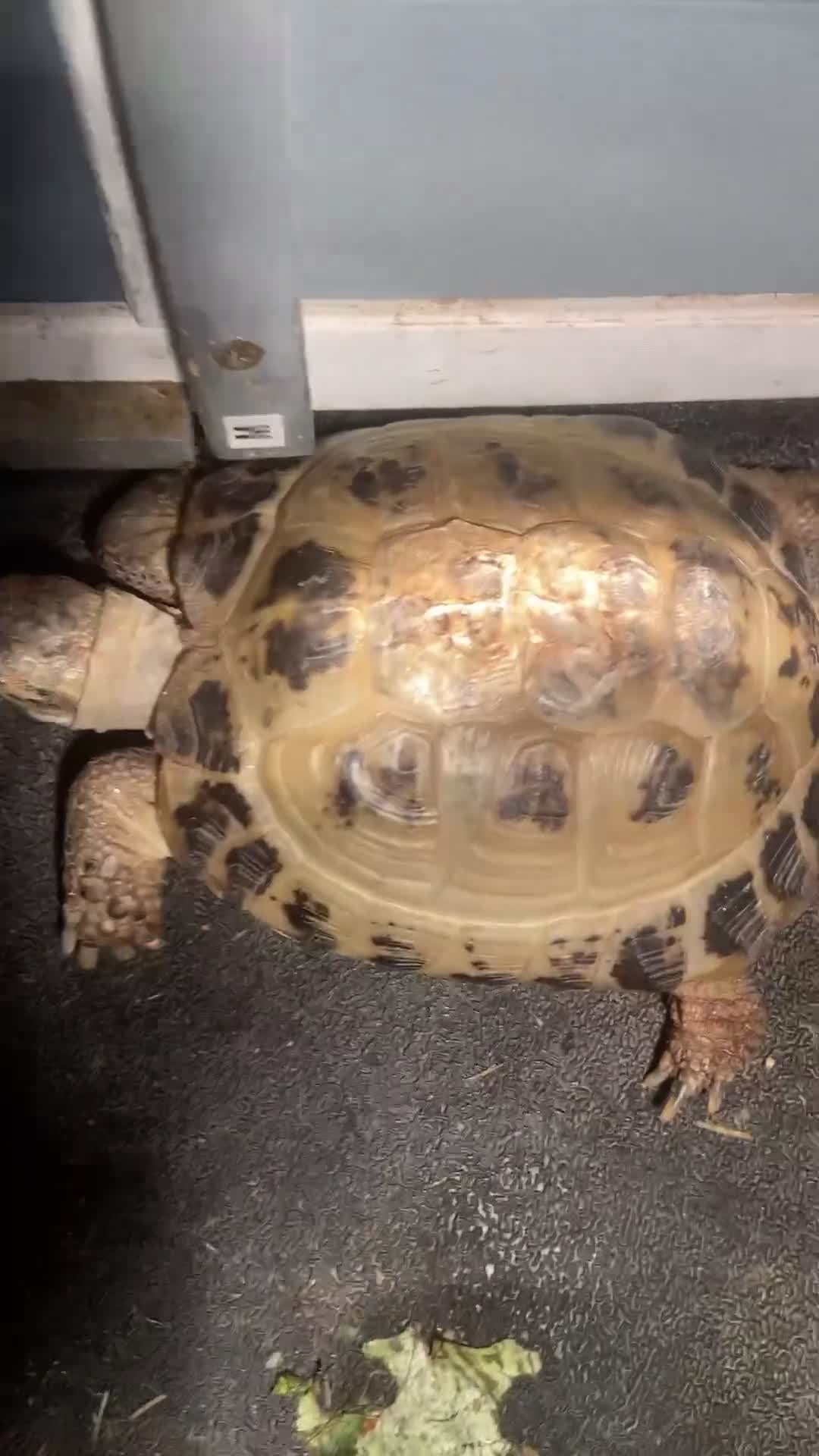 Tortoise reptiles for sale: Handsome male Russian Tortoise(4yearold)  in Salford - Video 2