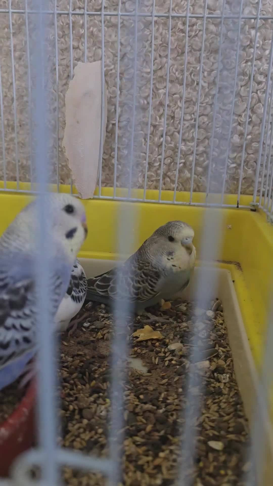 Budgerigars birds for sale: Baby Budgies - Video 1