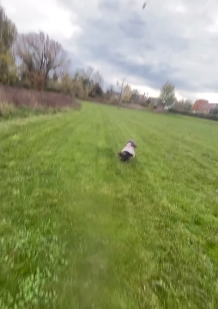 Cockapoo dogs for stud: Cockapoo for stud🤎 - Video 3