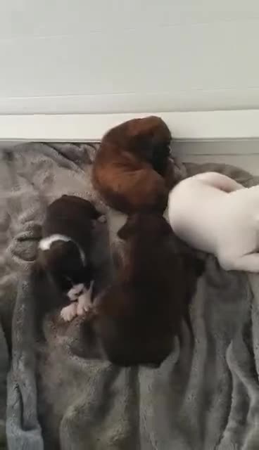 Boxer dogs for sale: Quality Well Bred Boxer Babies - Video 2