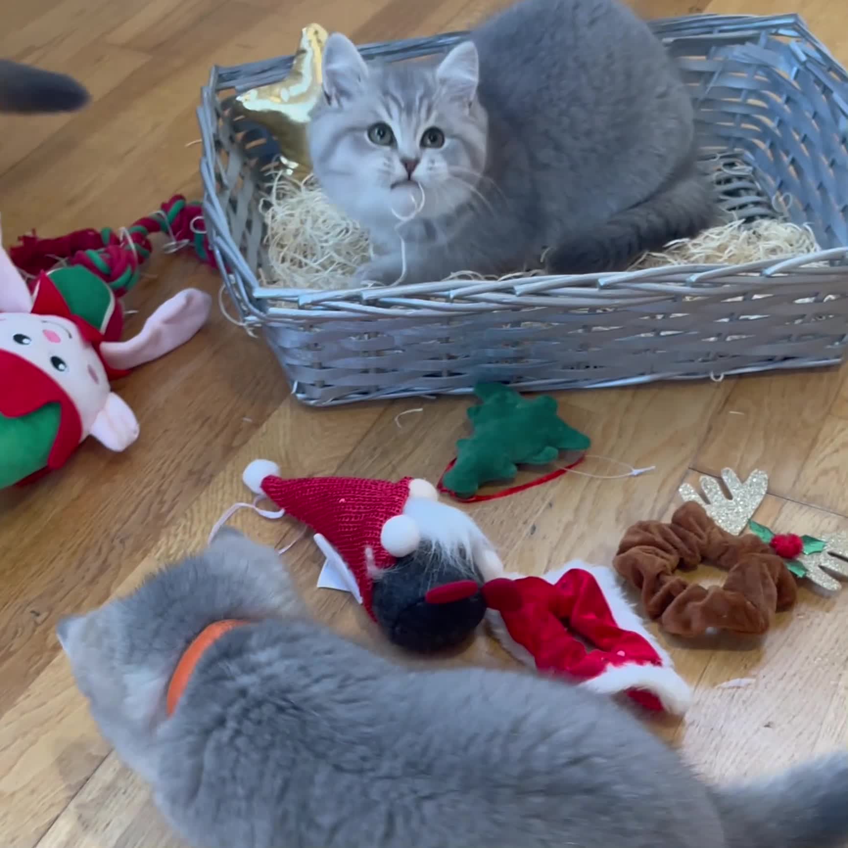 British Shorthair cats for sale: 3 GCCF British Shorthair Kittens– Champion Lines - Video 4