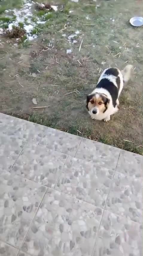 Mixed Breed dogs for adoption: ✨ Meet 🐾LORA🐾 !  She chose Trust over Fear ✨ - Video 1