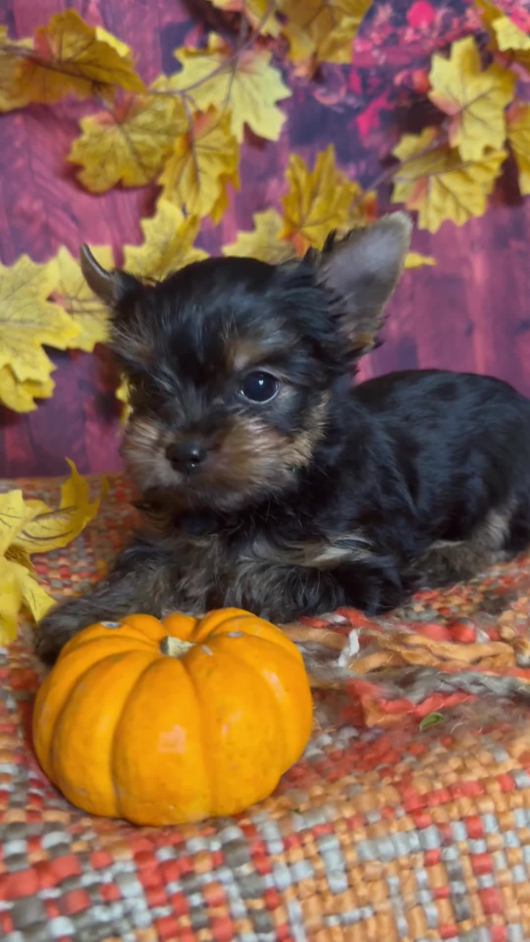 Yorkshire Terrier dogs for sale: ‼️READY🐾 KC Reg Pedigree Yorkshire Terrier Pups - Video 1