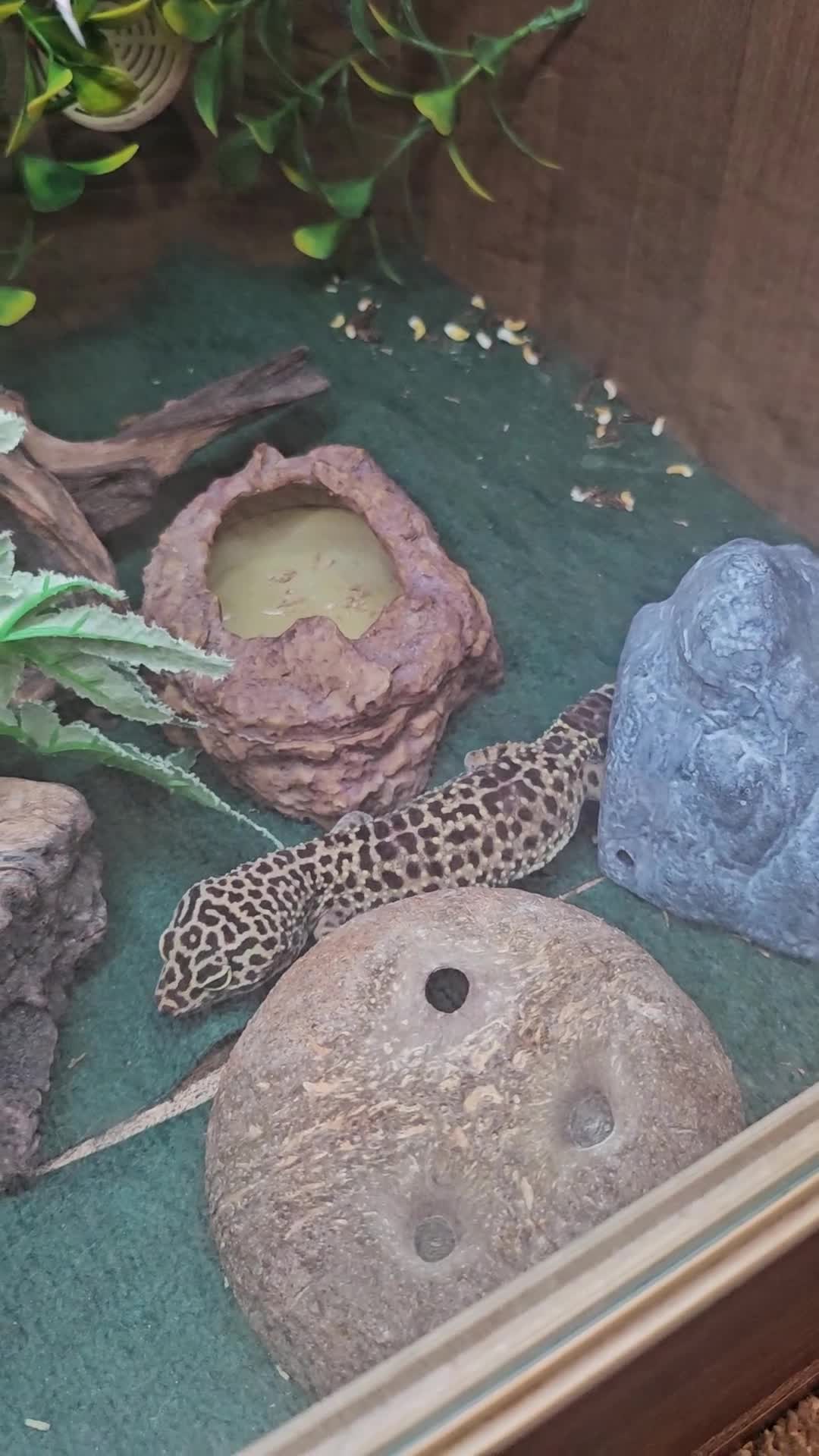 Leopard Gecko reptiles for sale: Leopard Gecko "Tim"  - Video 1
