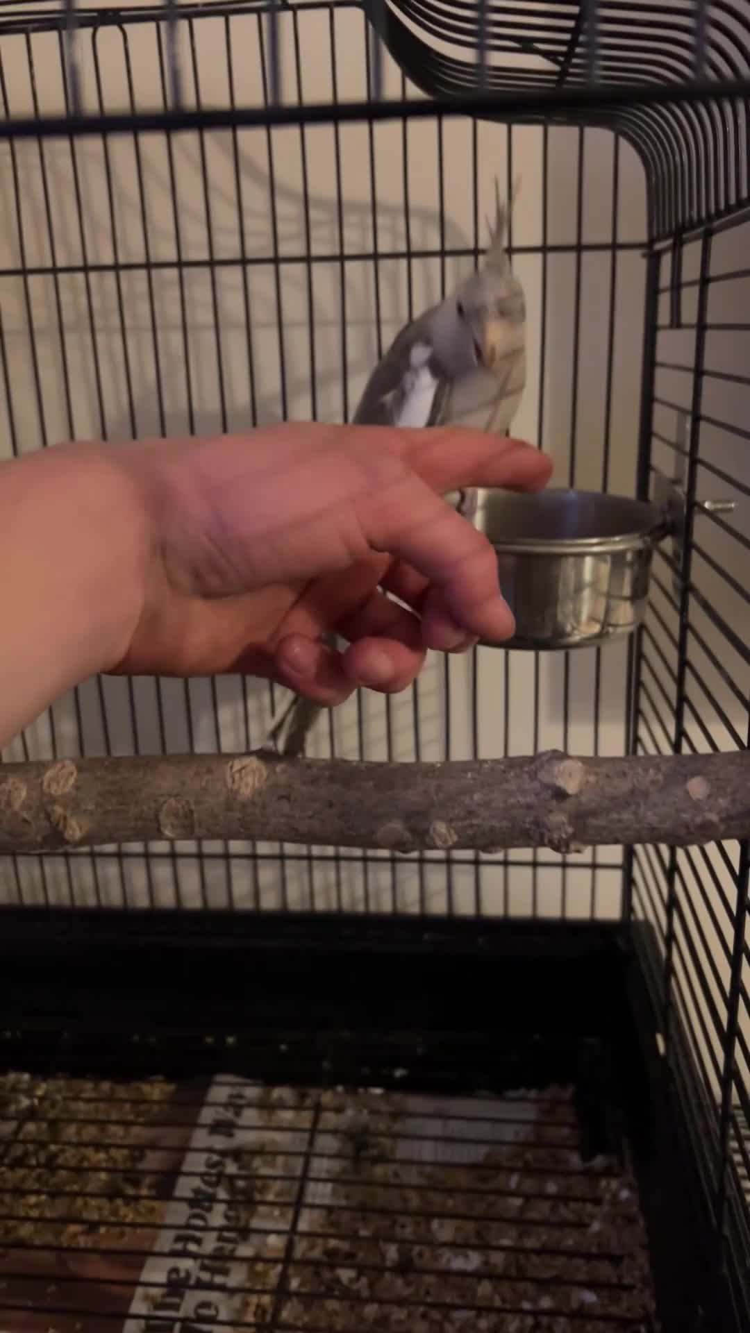 Cockatiels birds for sale: Male Cockatiel  - Video 1