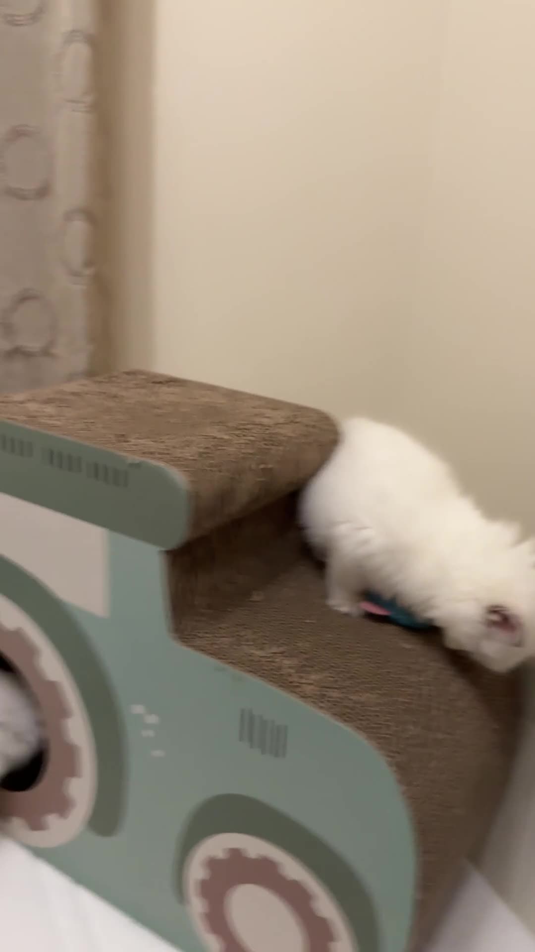 Ragdoll cats for sale: GCCF reg , Rare and milky white Lilac kittens  - Video 4