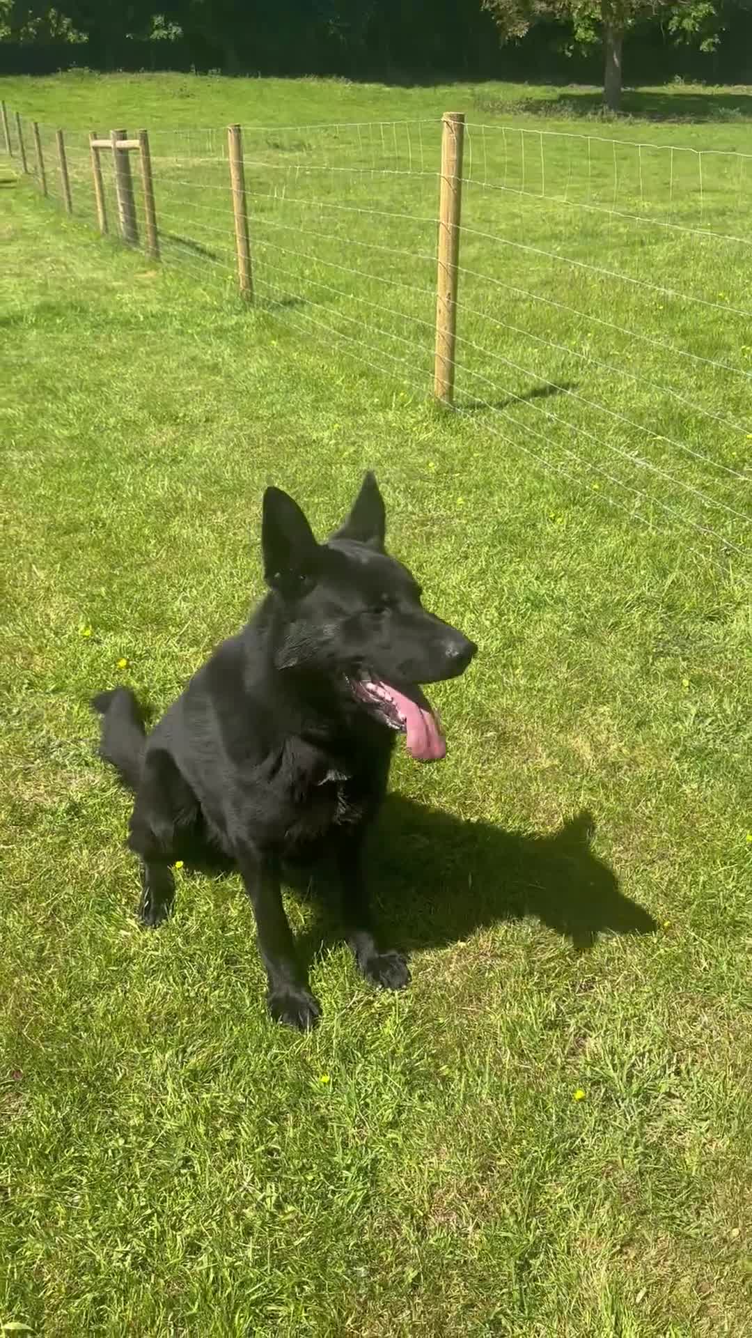 German Shepherd dogs for sale: TRAINED GERMAN SHEPARD  - Video 1