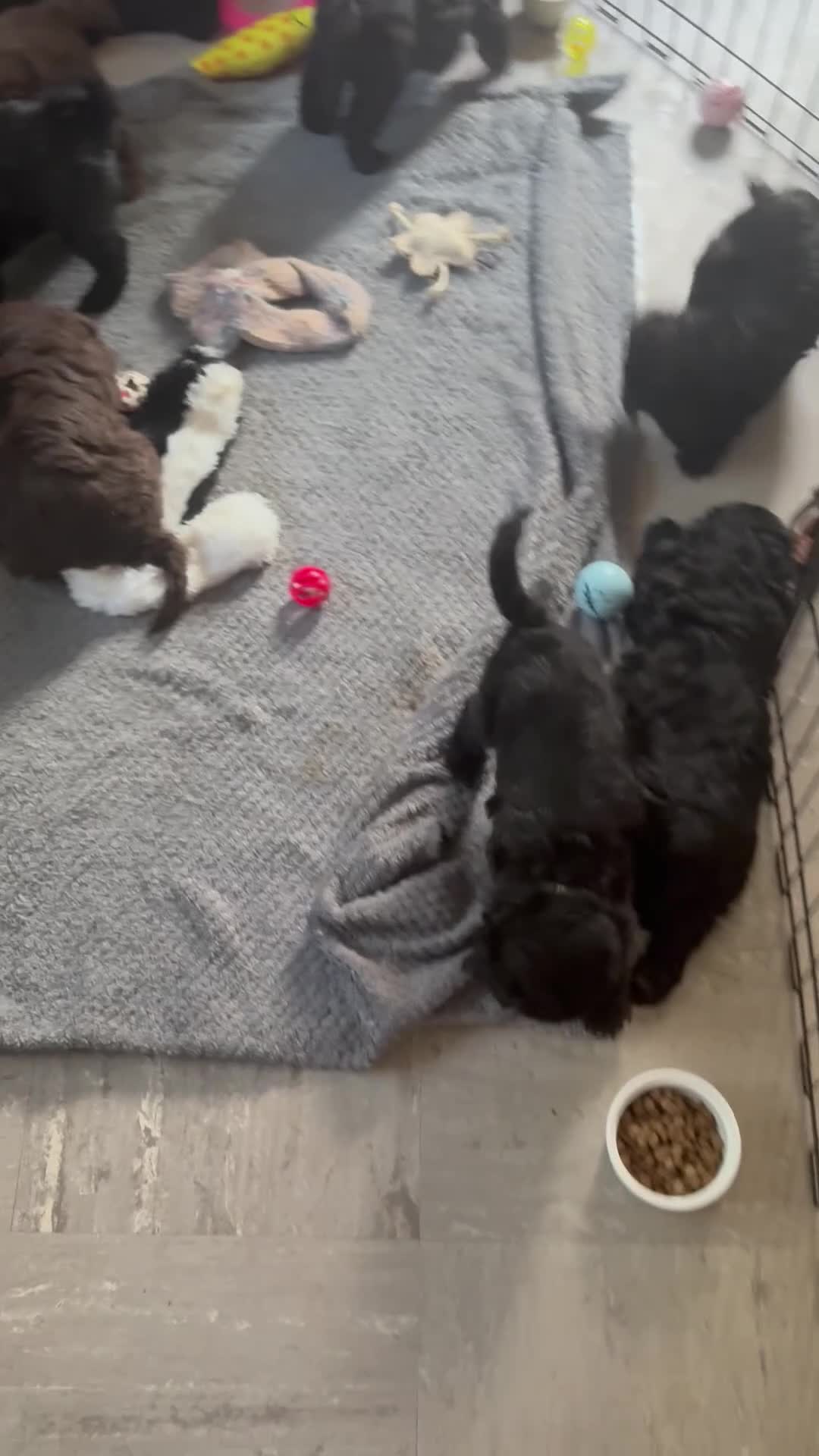 Sheepadoodle dogs for sale: Sheepadoodle  - Video 1