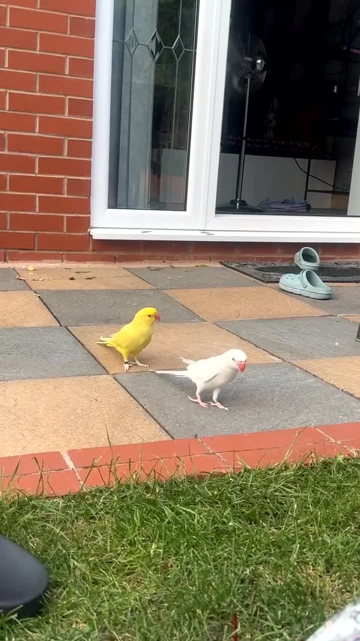 Ringnecks birds for sale: Beautiful Pair of Ringneck Parrots  Sunny & Silky - Video 2