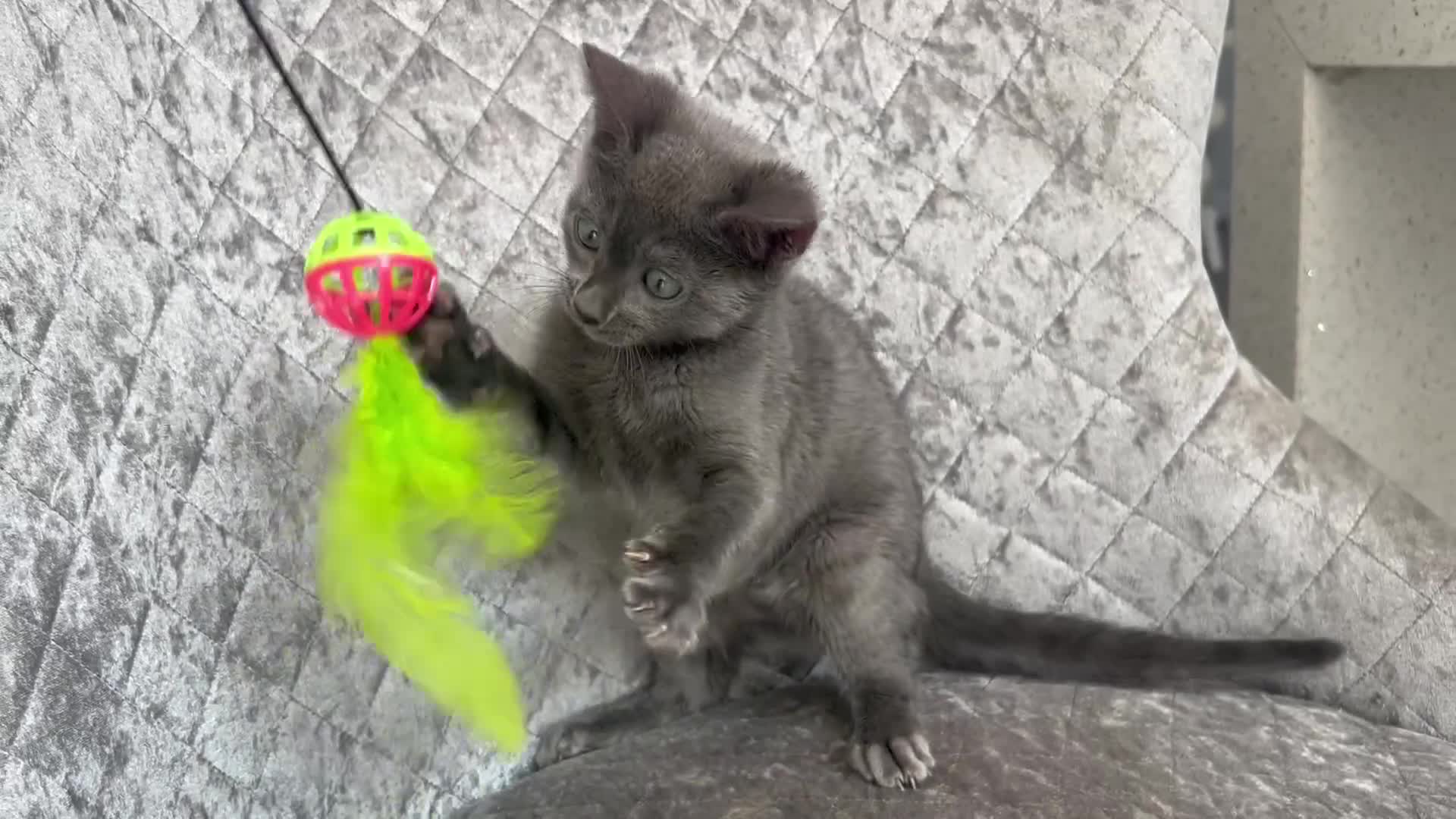 Bengal cats for sale: Two adorable Blue/Melanistic Bengal Kittens TICA  in Benfleet - Video 1