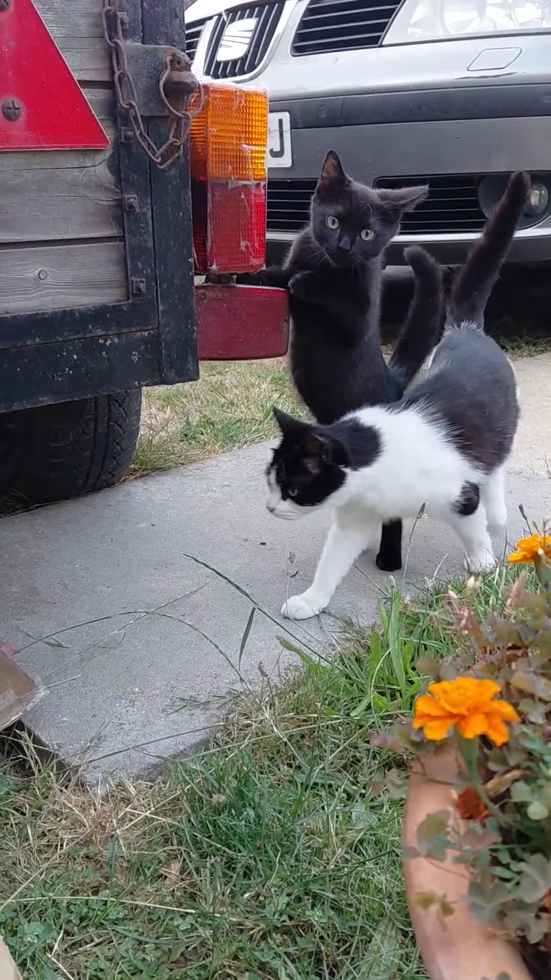 Mixed Breed cats for sale: Kitten - Video 1