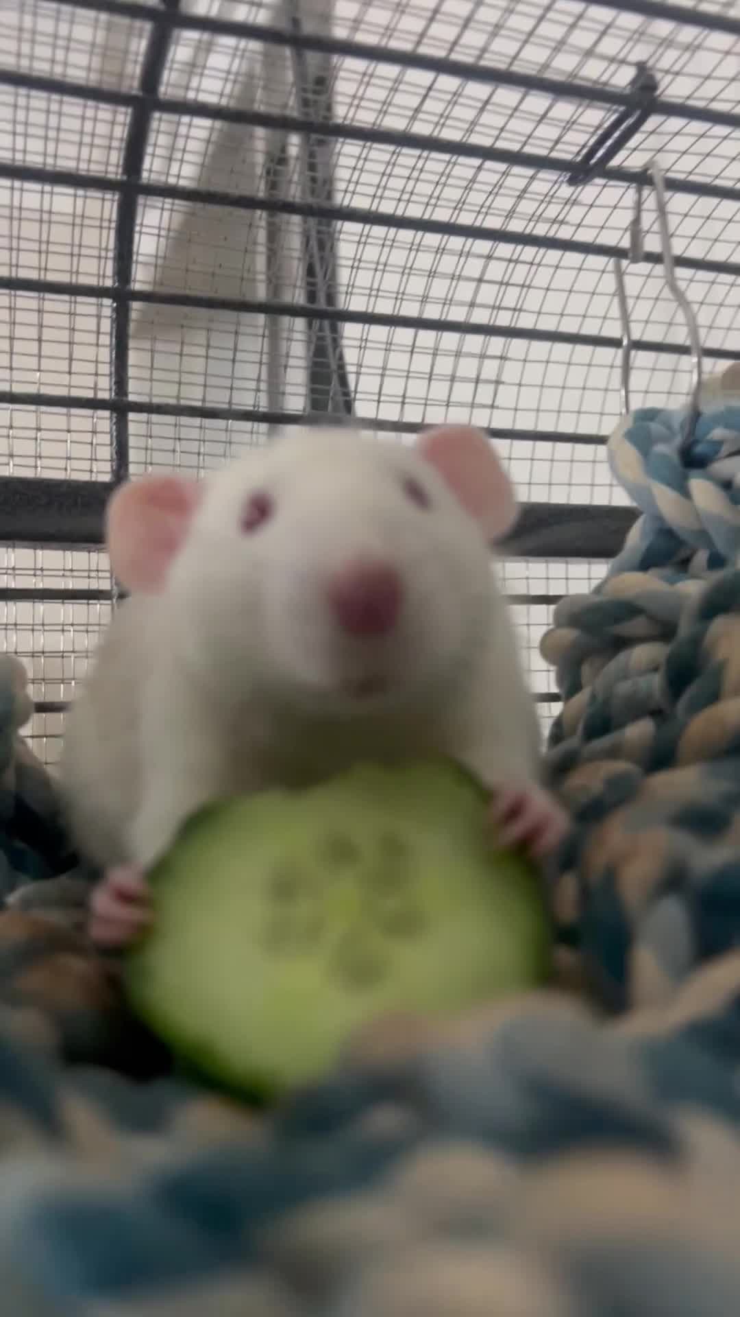 Rat rodents for sale: 2 male rats for rehoming  in Canterbury - Video 1